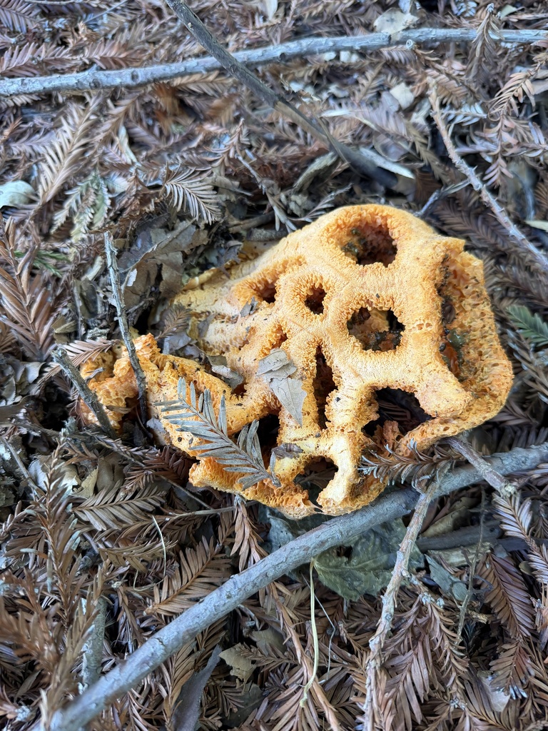 Clathrus ruber · April 2026 · photo: © irinamitine (iNaturalist, cc-by)