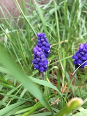 Muscari