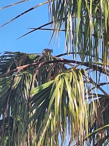 Avistamiento Streptopelia decaocto