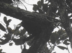 Amblycercus holosericeus