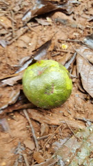 Citrus australis