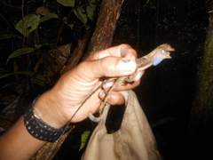 Anolis bombiceps