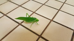 Paracaedicia serrata