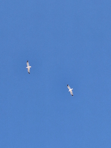 Avistamiento Gaviota patiamarilla