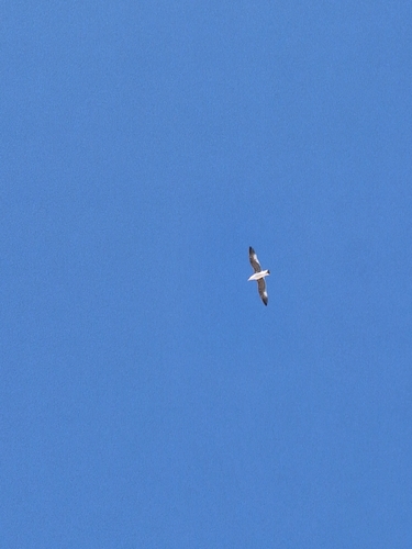 Avistamiento Gaviota patiamarilla