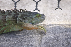 Iguana iguana