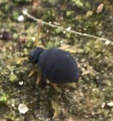 Sminthurinus atrapallidus