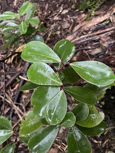 Pseudowintera insperata (Pseudowintera insperata)