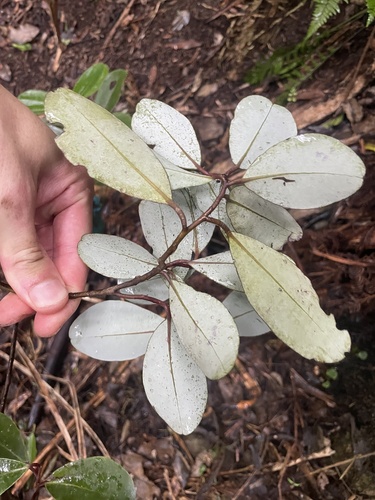 Pseudowintera insperata, photograph 2
