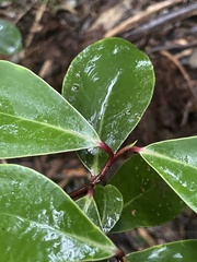 Pseudowintera insperata, photograph (c) Taylor Davies-Colley, some rights reserved (CC BY)