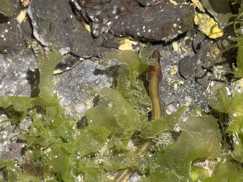 Conger cinereus observed 2026-04-11