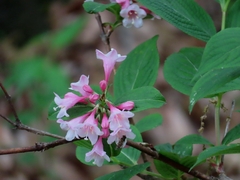 mami_t_t, CC BY, iNaturalist via GBIF Weigela hortensis, photograph mami_t_t, CC BY, iNaturalist via GBIF