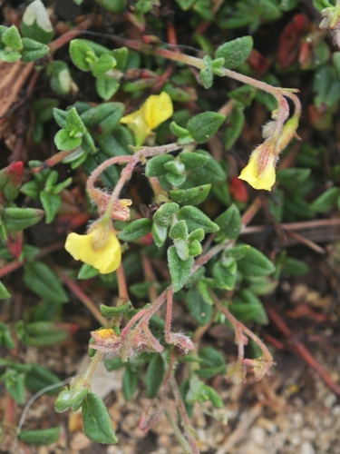 Helianthemum marifolium, photograph 4