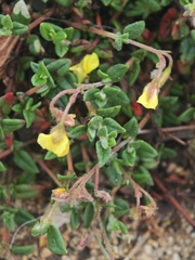 (c) Aubin NORMAND, some rights reserved (CC BY) Helianthemum marifolium, photograph (c) Aubin NORMAND, some rights reserved (CC BY)