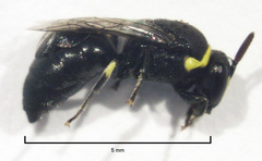 Hylaeus euxanthus