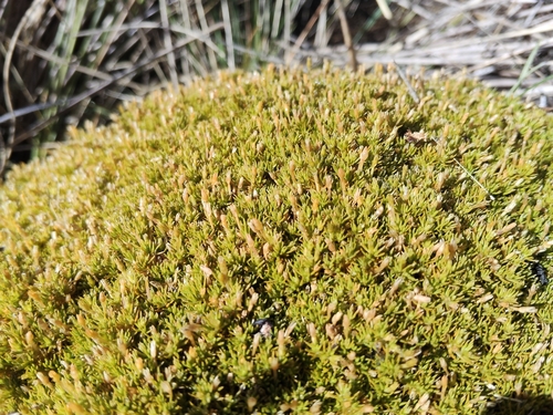 Scleranthus uniflorus, photograph 4