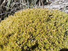 (c) John Barkla, some rights reserved (CC BY) Scleranthus uniflorus, photograph (c) John Barkla, some rights reserved (CC BY)