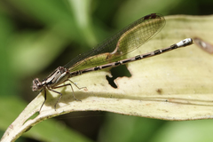 Argia elongata