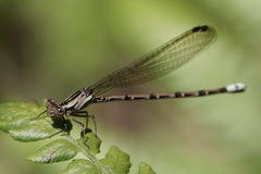 Argia elongata