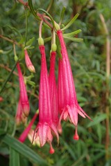 Fuchsia steyermarkii