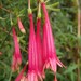 Fuchsia steyermarkii - Photo (c) Carmelo López Abad, algunos derechos reservados (CC BY-NC), subido por Carmelo López Abad