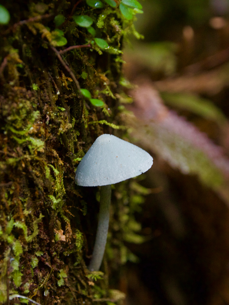Entoloma hochstetteri · April 2026 · photo: © marsupialsoup (iNaturalist, cc-by)