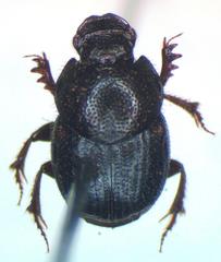 Onthophagus landolti