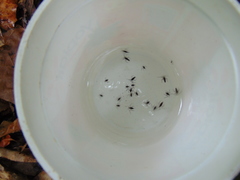 Gerromorpha