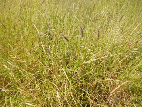 buffelgrass