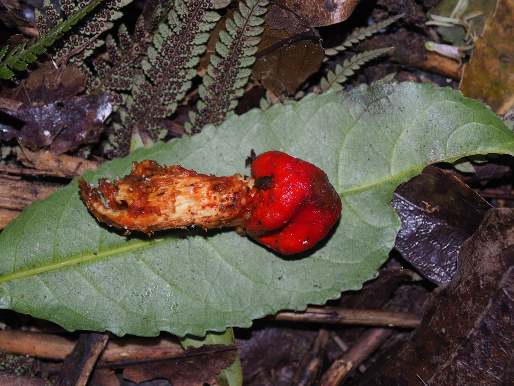 Leratiomyces erythrocephalus · April 2026 · photo: © marsupialsoup (iNaturalist, cc-by)