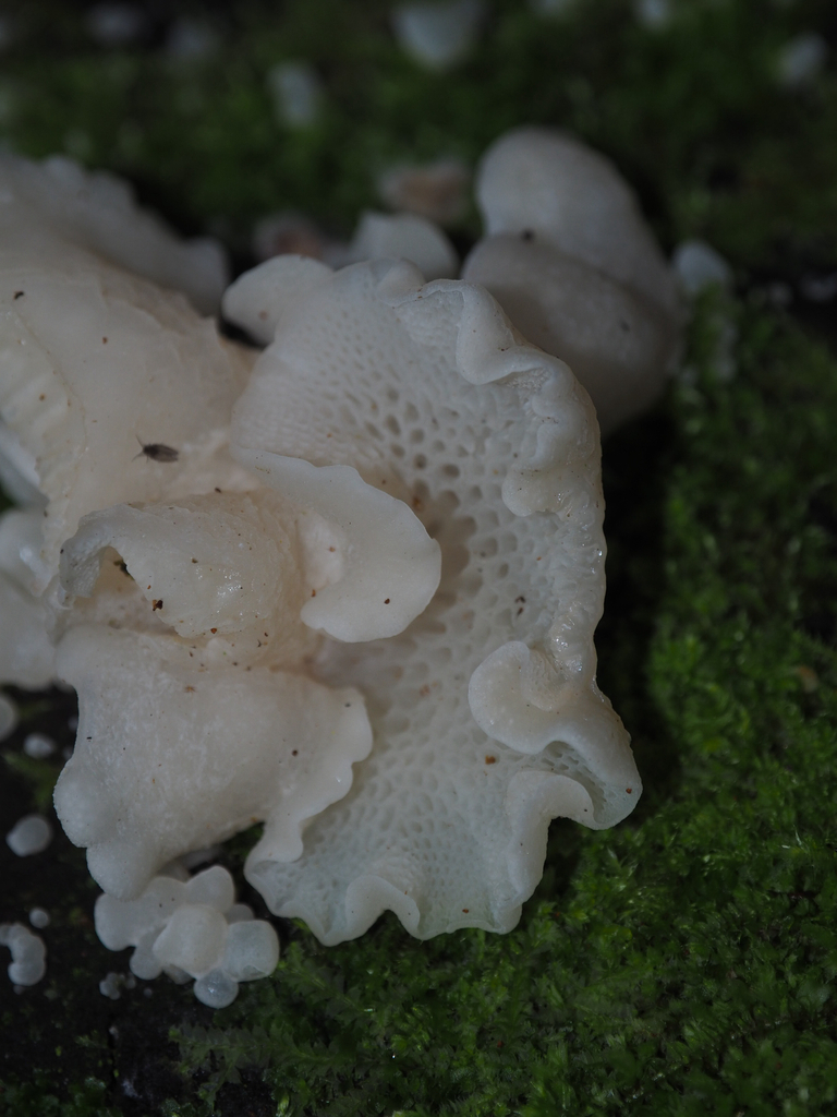 Favolaschia pustulosa · April 2026 · photo: © marsupialsoup (iNaturalist, cc-by)