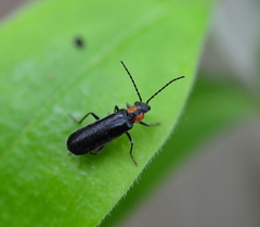 Rhagonycha lineola
