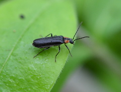 Rhagonycha lineola