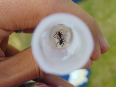 Gerromorpha