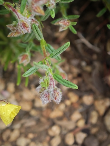Helianthemum hirtum, photograph 4