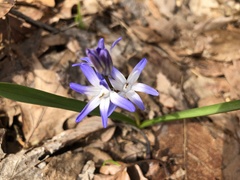Scilla forbesii