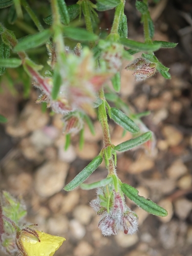 Helianthemum hirtum, photograph 5
