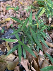 Danaus plexippus