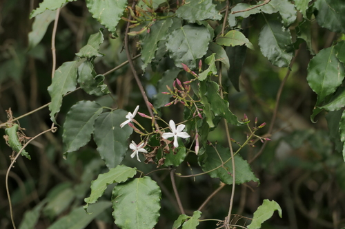 Jasminum flexile observed 2026-02-01