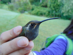 Lampornis amethystinus