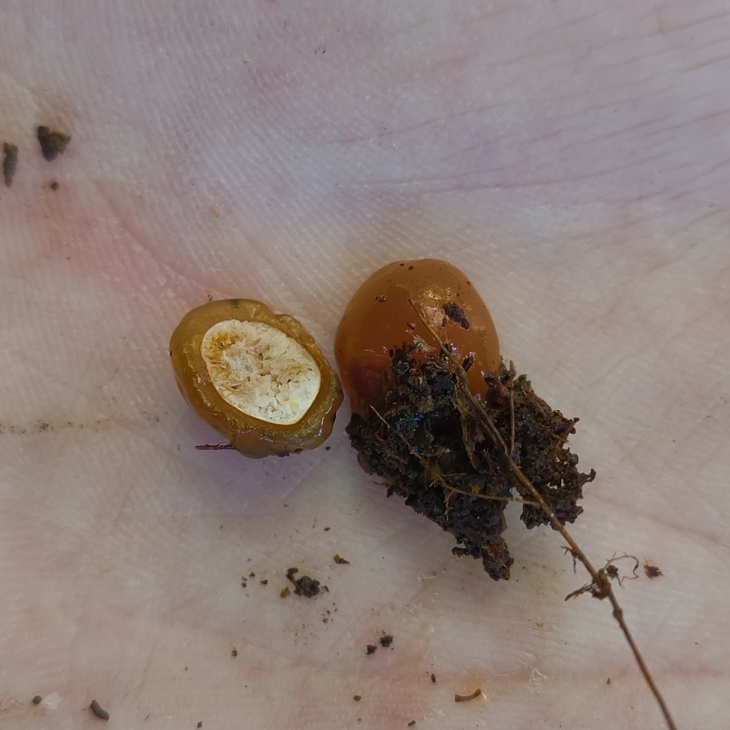 Cortinarius beeverorum · April 2026 · photo: © zedt (iNaturalist, cc-by)