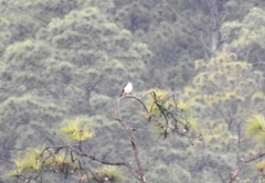 Accipiter striatus chionogaster