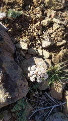 Lomatium canbyi