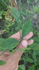 Dicliptera sexangularis