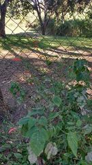 Dicliptera sexangularis