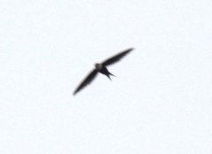 Great Swallow-Tailed Swift photo 5