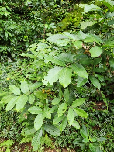 Aglaia sapindina observed 2026-04-23
