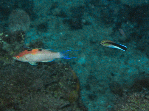 Walindi fairy wrasse (Cirrhilabrus walindi) — Labridae