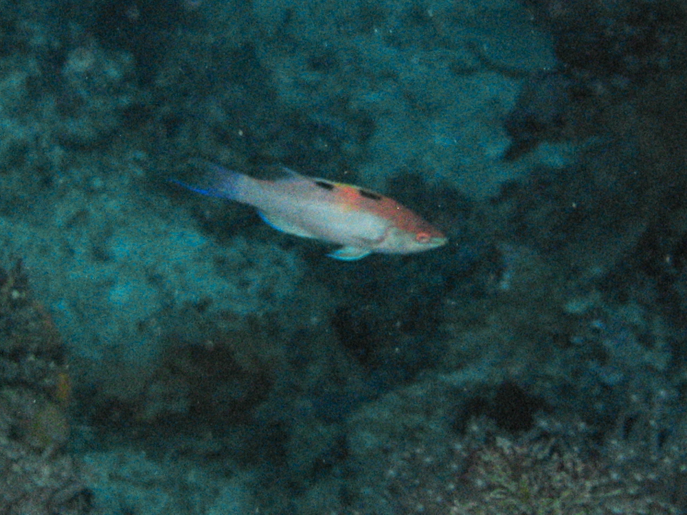 Walindi Fairy-Wrasse