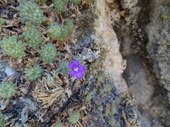 Pinguicula cyclosecta